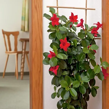 With Balcony In Hart Im Zillertaler